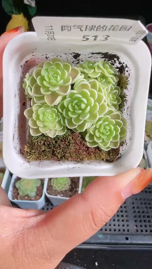 1120-513爱丽丝群生不包整