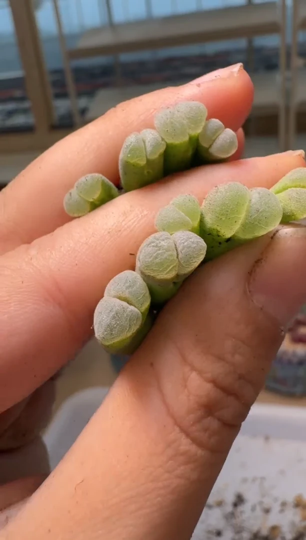 28-46多肉植物肉锥