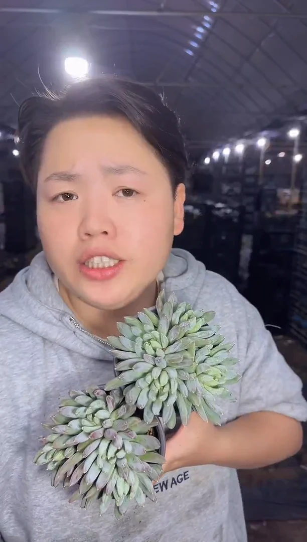 多头炫彩星2颗 5