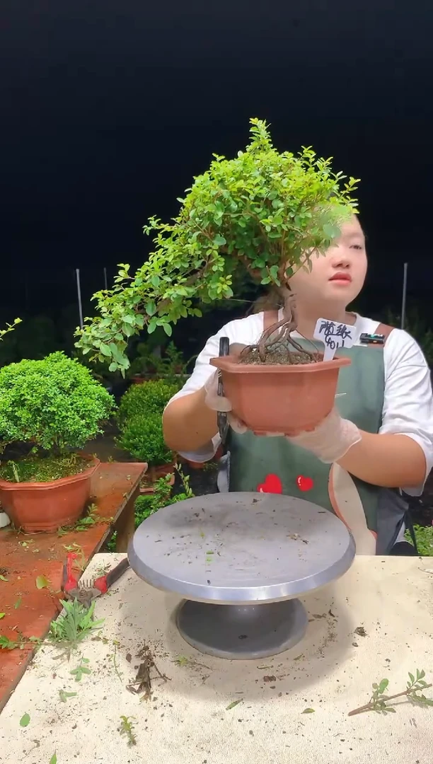 无花朵随***╮直播间一物一拍老桩子
