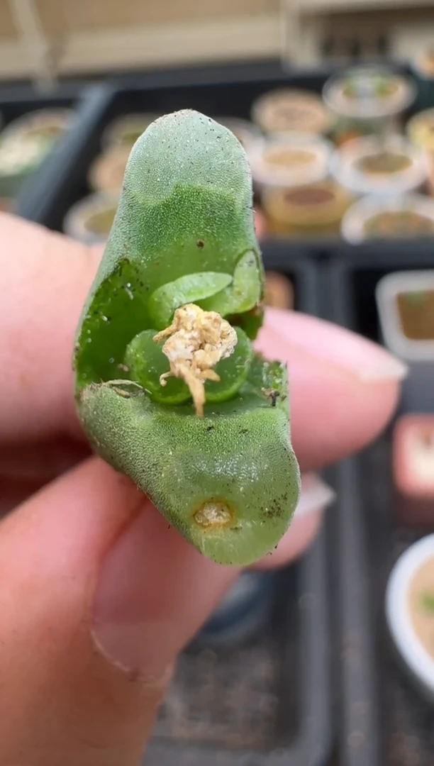 【闪购商品】2/4-195