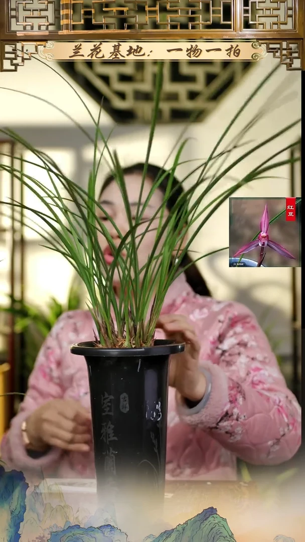 全部花苞春兰红豆