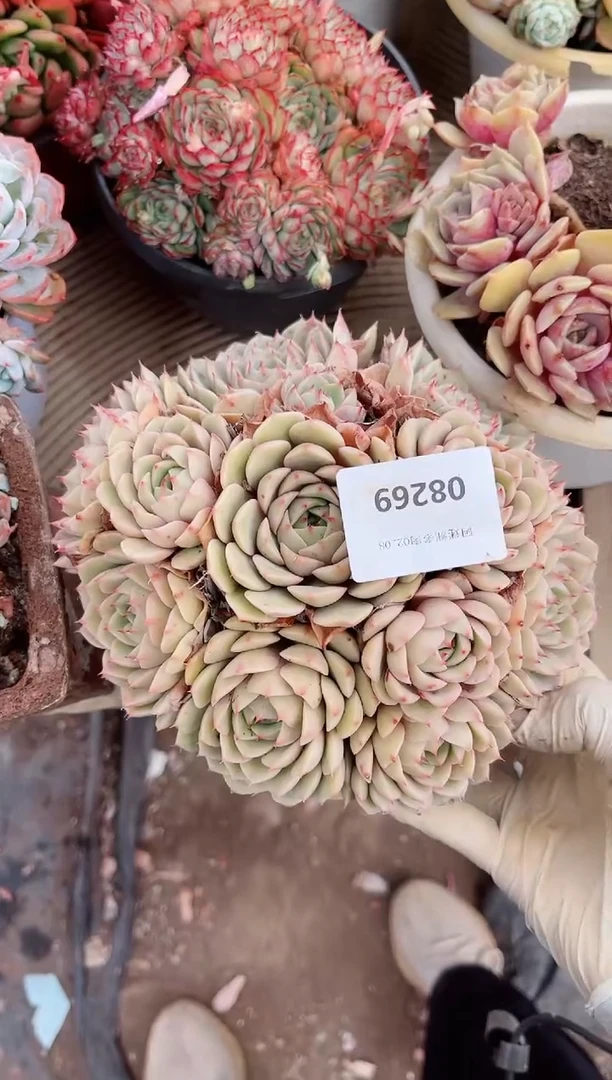 【闪购商品】09269