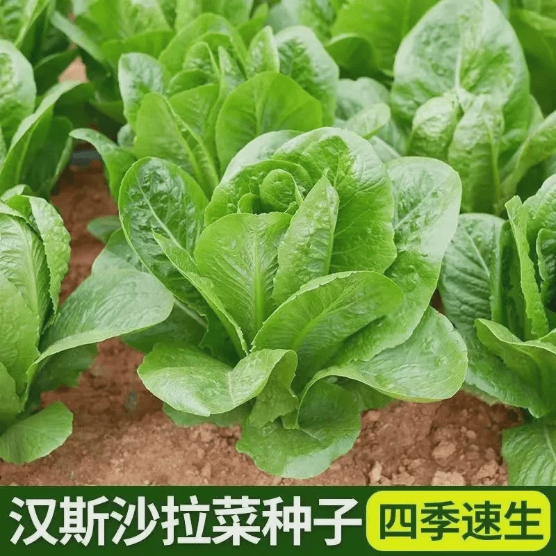 汉斯沙拉菜种子孔雀直立生菜阳台盆栽春秋四季脆嫩蔬菜种子大全