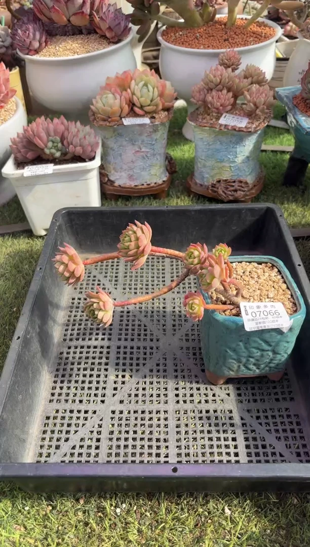 【闪购商品】07066