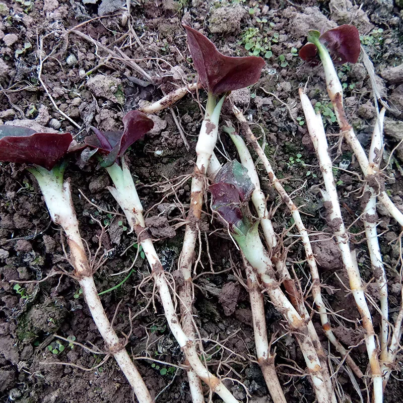 大自然的馈赠秭归鱼腥草新鲜折耳根嫩芽根带叶子脆嫩凉拌菜带泥