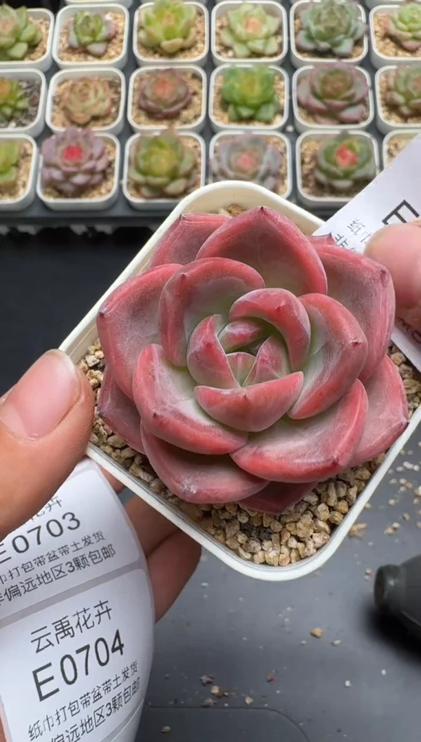 701E云禹多肉植物 带盆土纸巾打包 3颗包邮