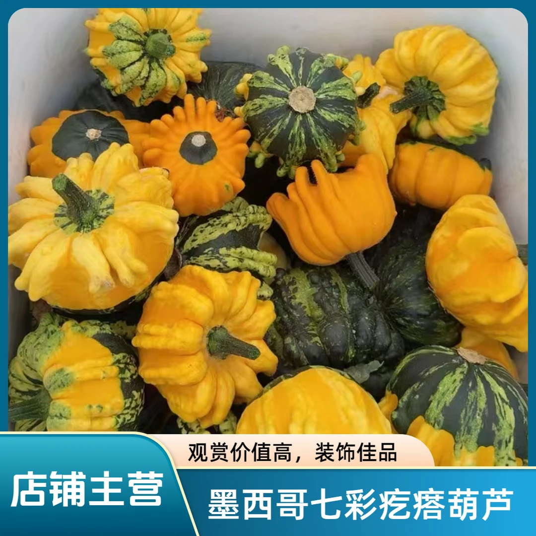 （直播间专用链接）墨西哥七彩疙瘩葫芦异形文玩手把件