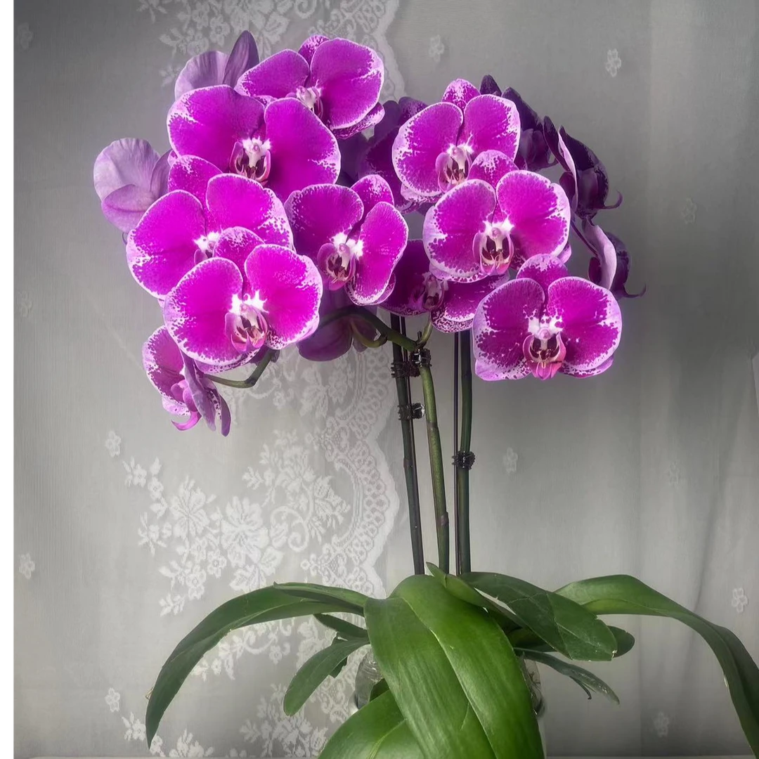 蝴蝶兰【大财主】单花剑大花  欧品室内花 好养懒人 广州基地直发
