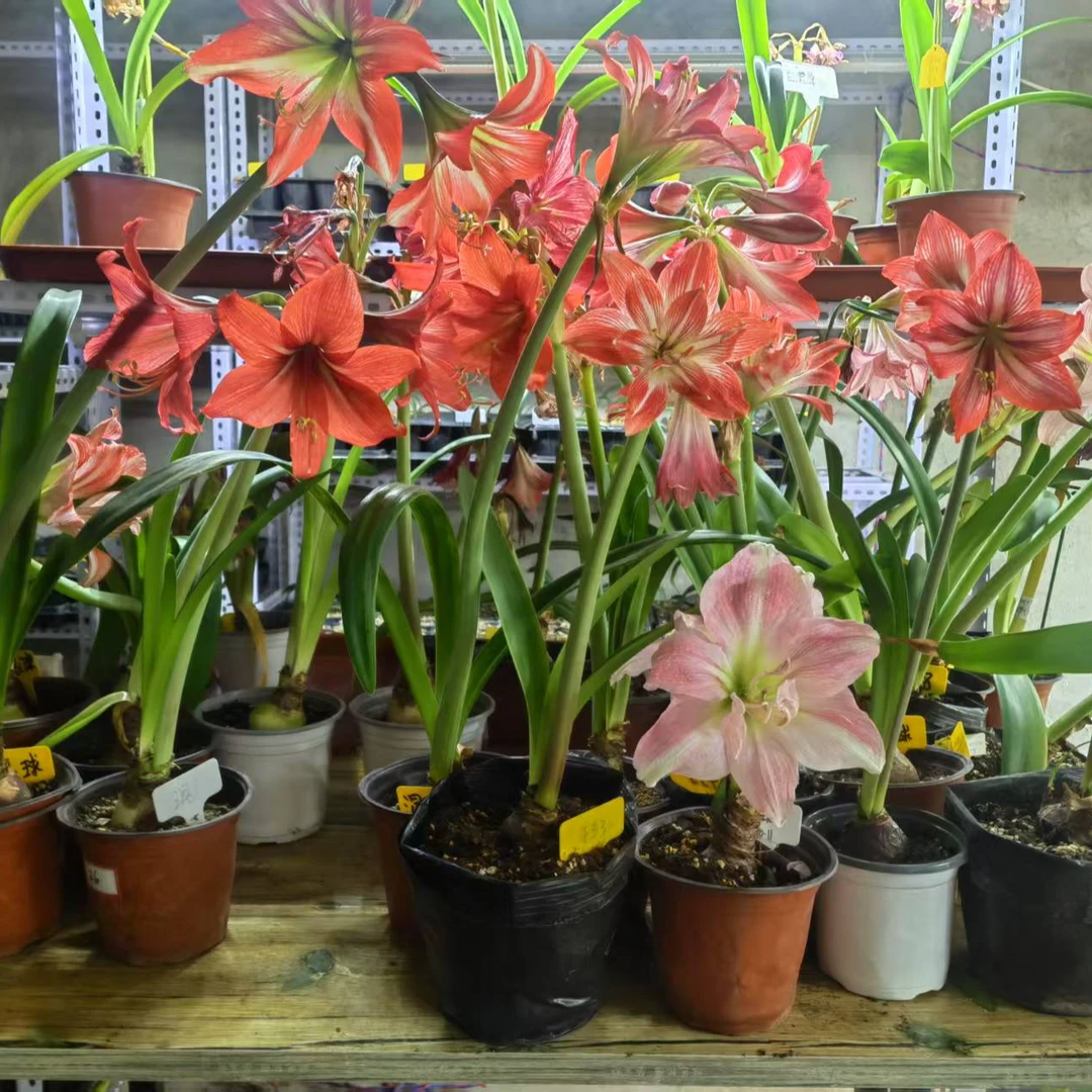 【杂交白肋绿叶】国产自育朱顶红种球裸根