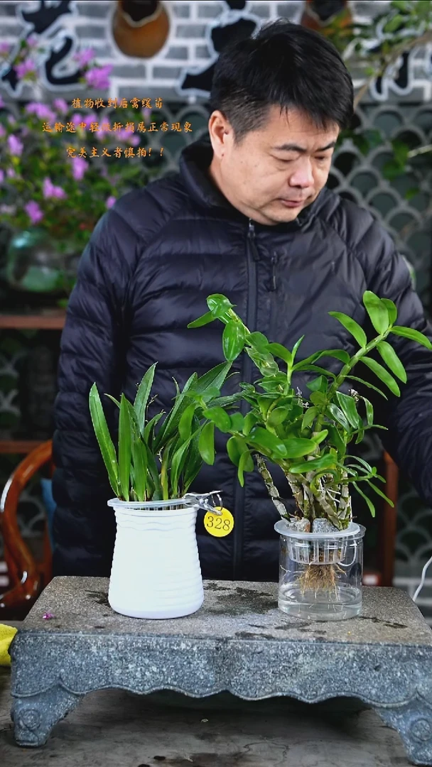 完全开放梦香兰+石斛328T