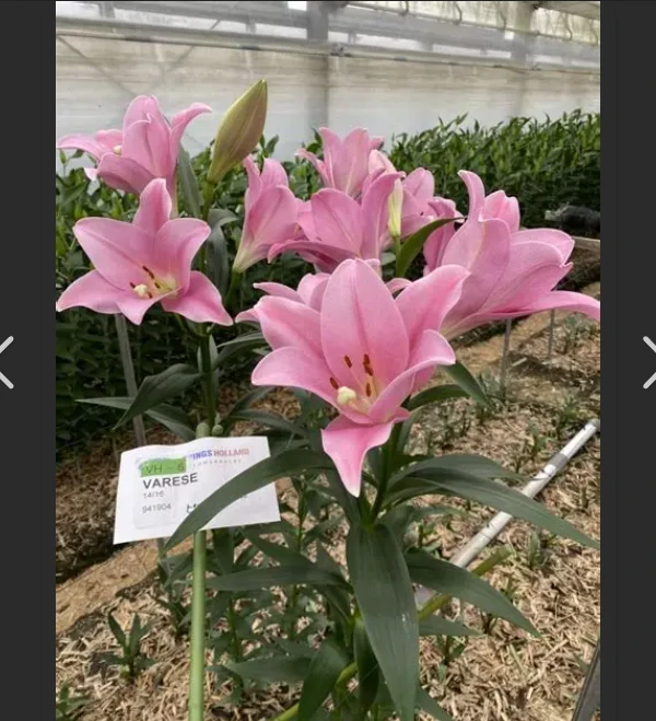 老黑家的种球【瓦雷泽】进口单瓣淡香百合种球种庭院铁炮系列多年生