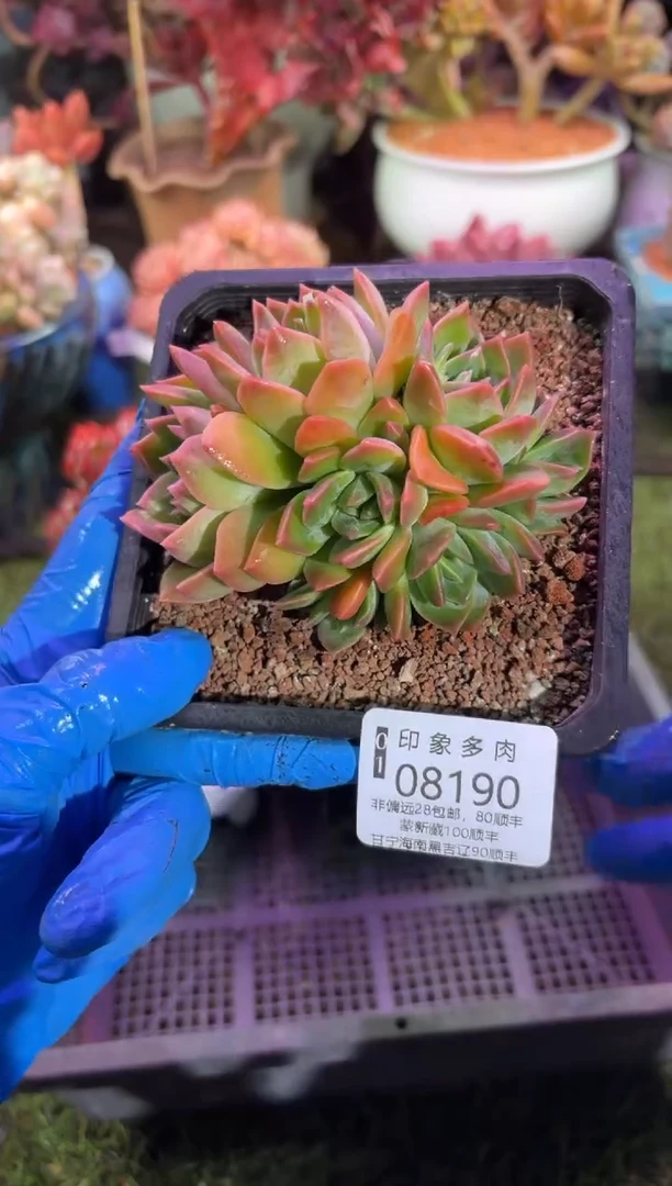 【闪购商品】08190