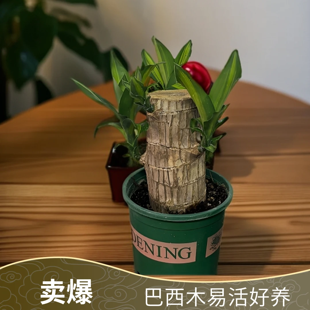 【20厘米2叶土培带盆植物】巴西木幸运木开花花卉绿植室内好养易活