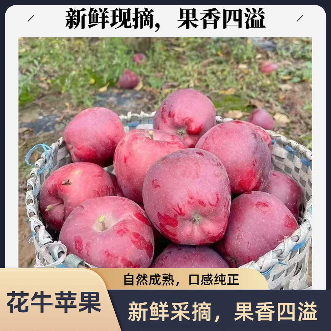 【可粉可脆】甘肃花牛苹果圆果粉脆新鲜水果【汤家限定】