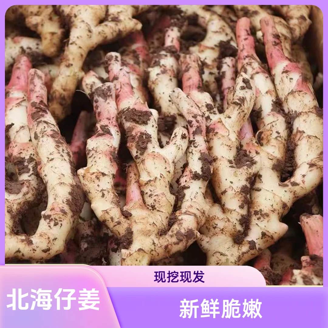 新鲜仔姜泡姜现挖红芽姜糖醋泡嫩姜炒肉丝