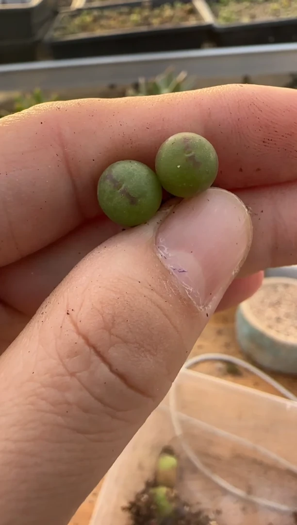 【闪购商品】9-391