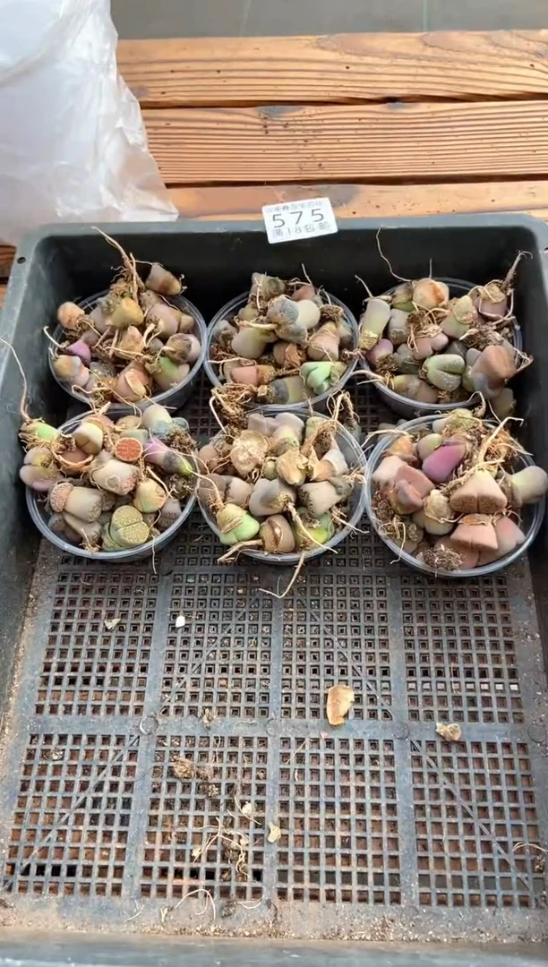 575散装彩混有疤长腿发货1圆碗量拍
