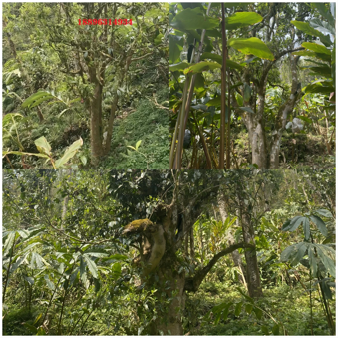 麻栗坡古树茶沈妹茶样链接三种不同森林系列茶样每份10克