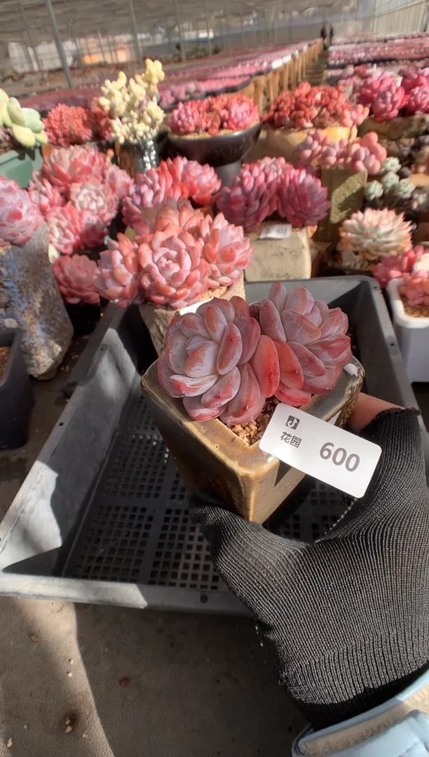 600星影一物一拍