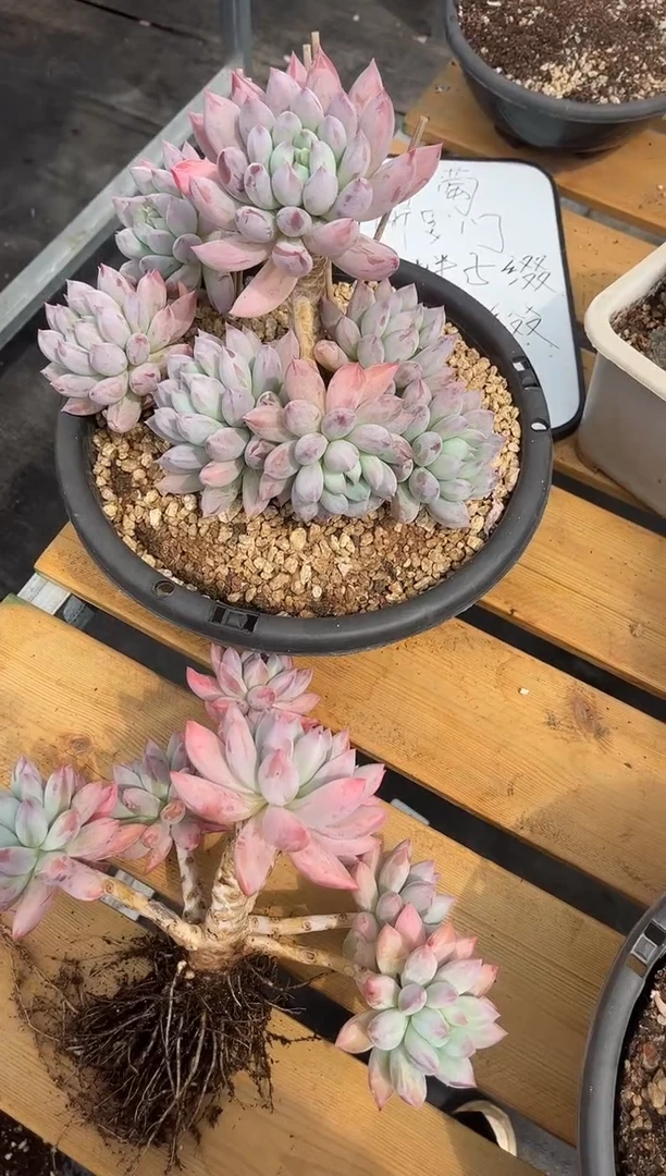 模特所罗门