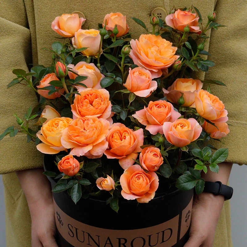 果汁阳台180盆月季精品一物一拍自选庭院阳台花卉绿植