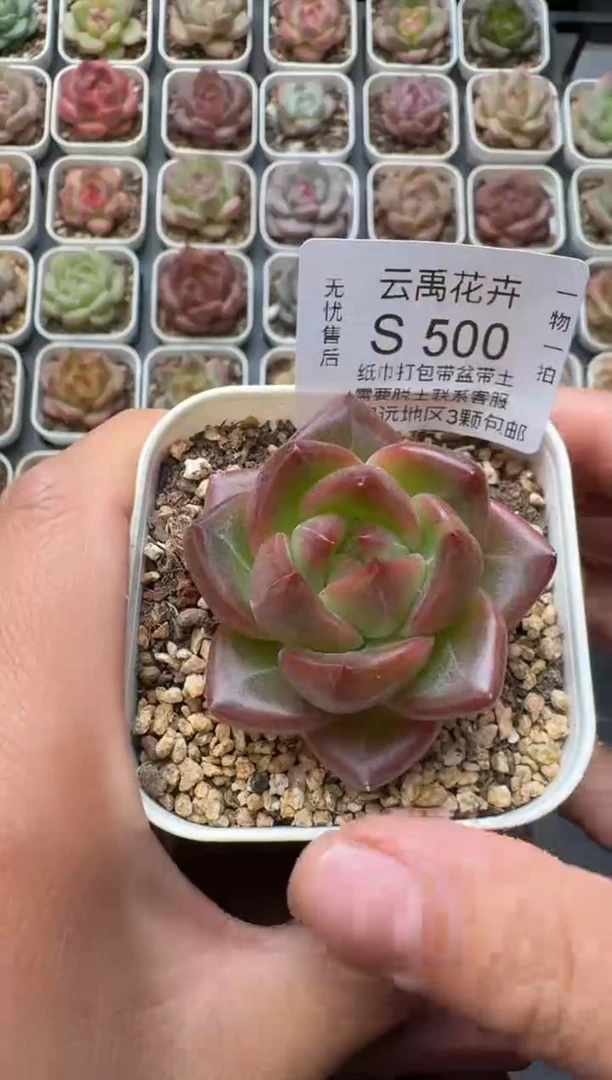 501S带盆土发 当场拍3颗以上包柚 多肉植物 一物一拍