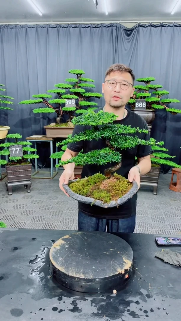 无花朵罗汉松盆景....