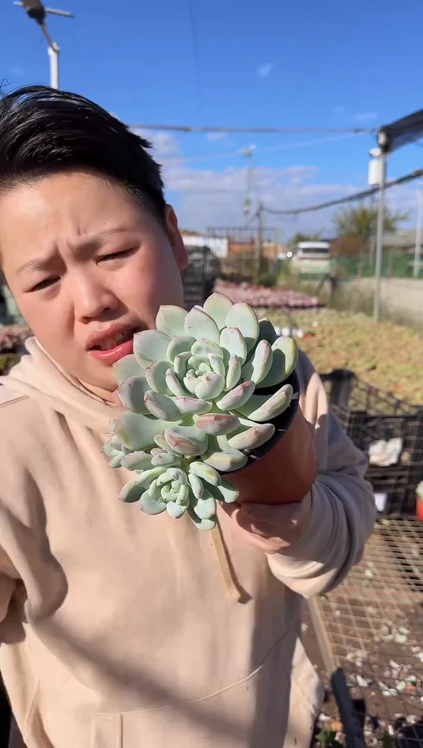 双头起望舒2颗4.88