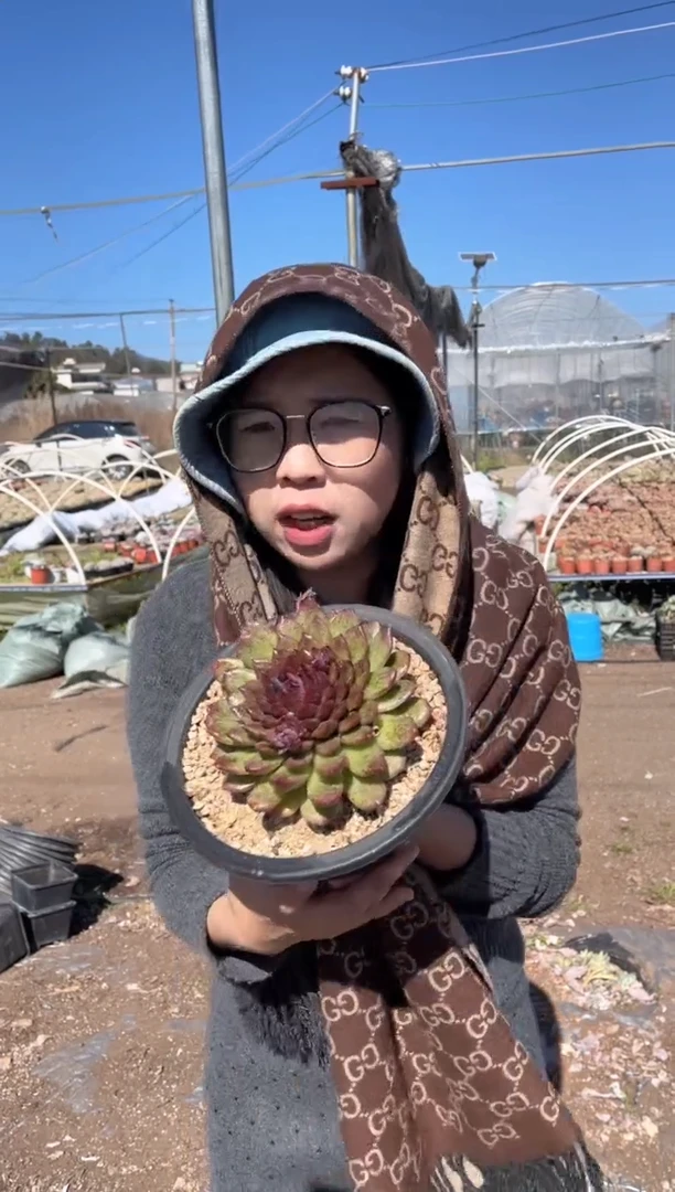 【闪购商品】13-钻石黑玫瑰6.8