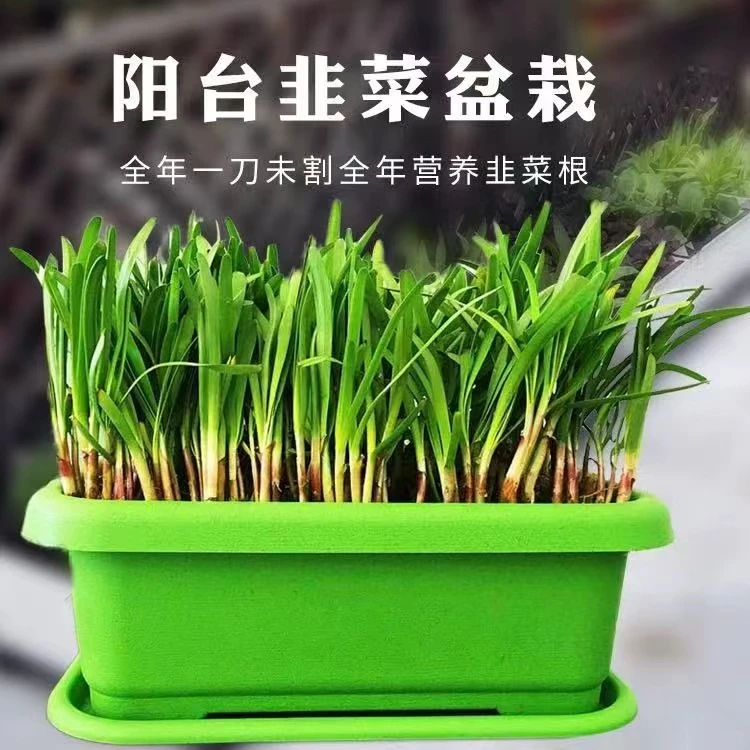 韭菜盆栽家庭阳台室内种植
