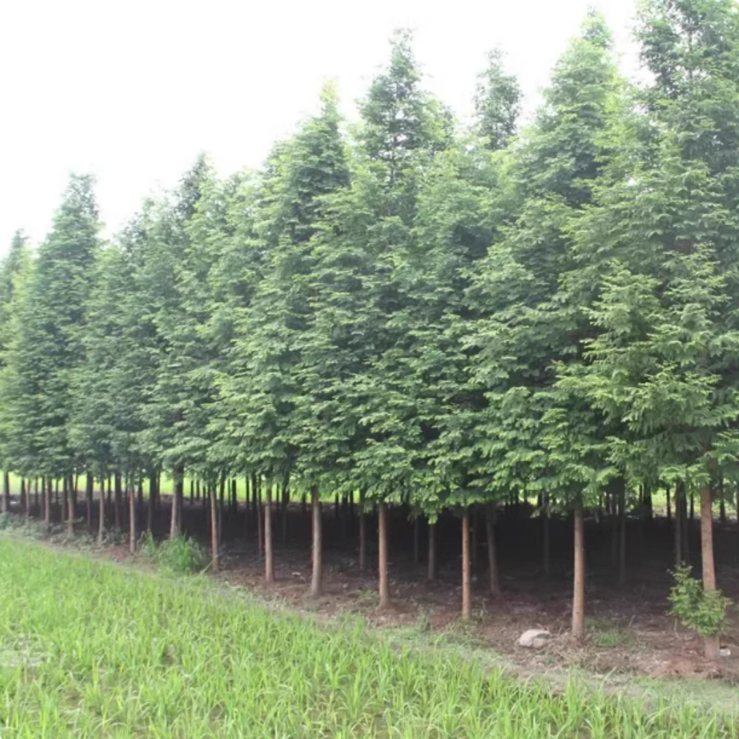 水杉水培鱼缸水生树苗造景老桩植物盆栽龟缸绿植水草溪流缸室内外