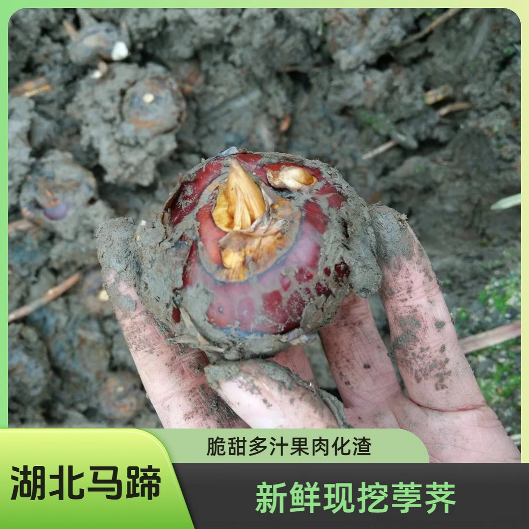湖北新鲜现挖马蹄脆甜化渣荸荠大果