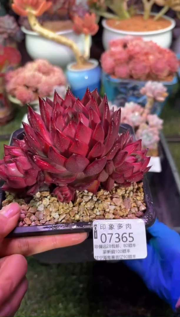 【闪购商品】07365