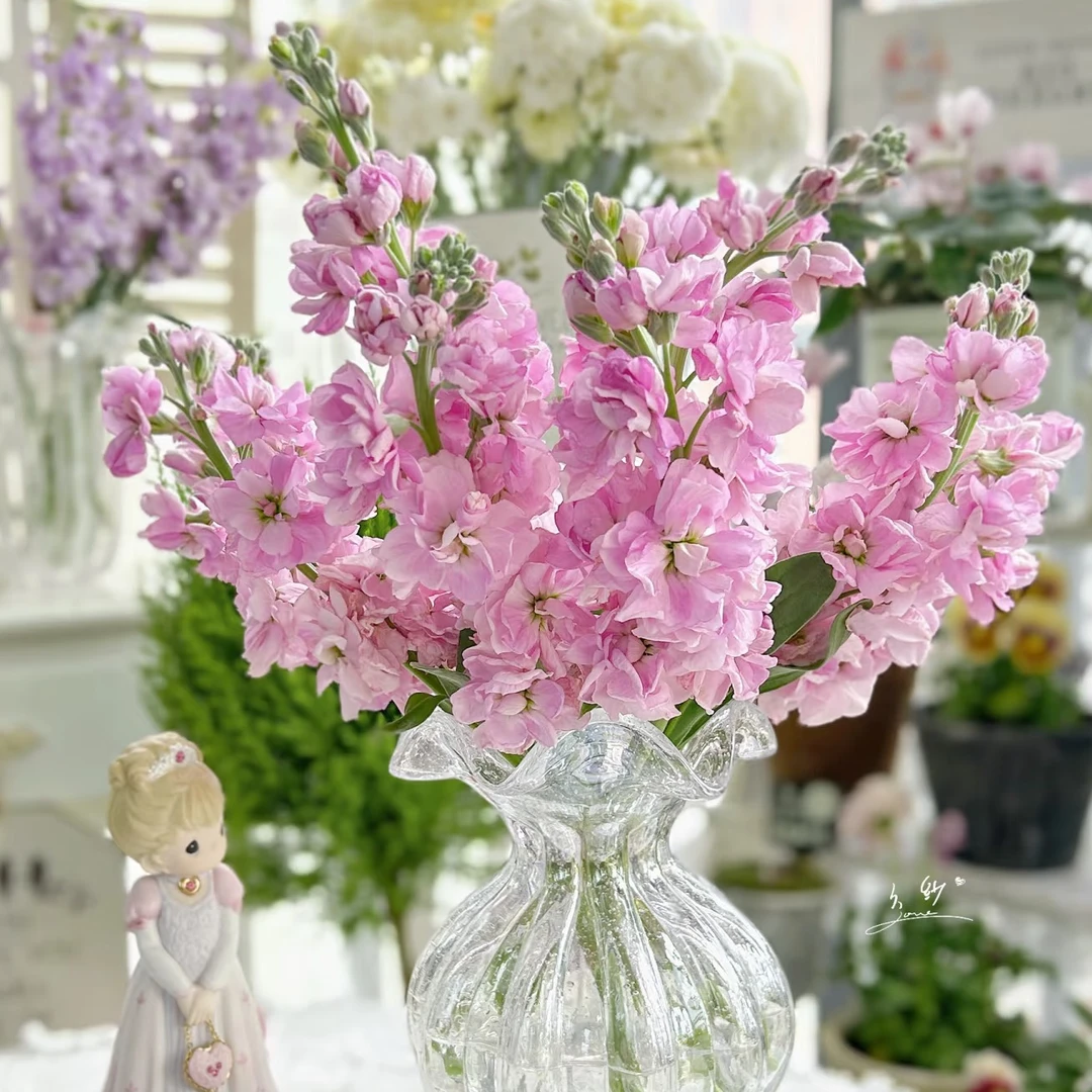 【A级粉色紫罗兰】顺丰包邮鲜花次日达云舍南花卉插花家庭用花基地