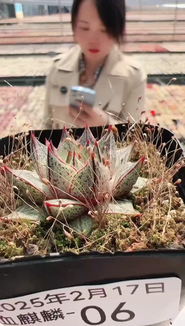 【闪购商品】血麒麟-6