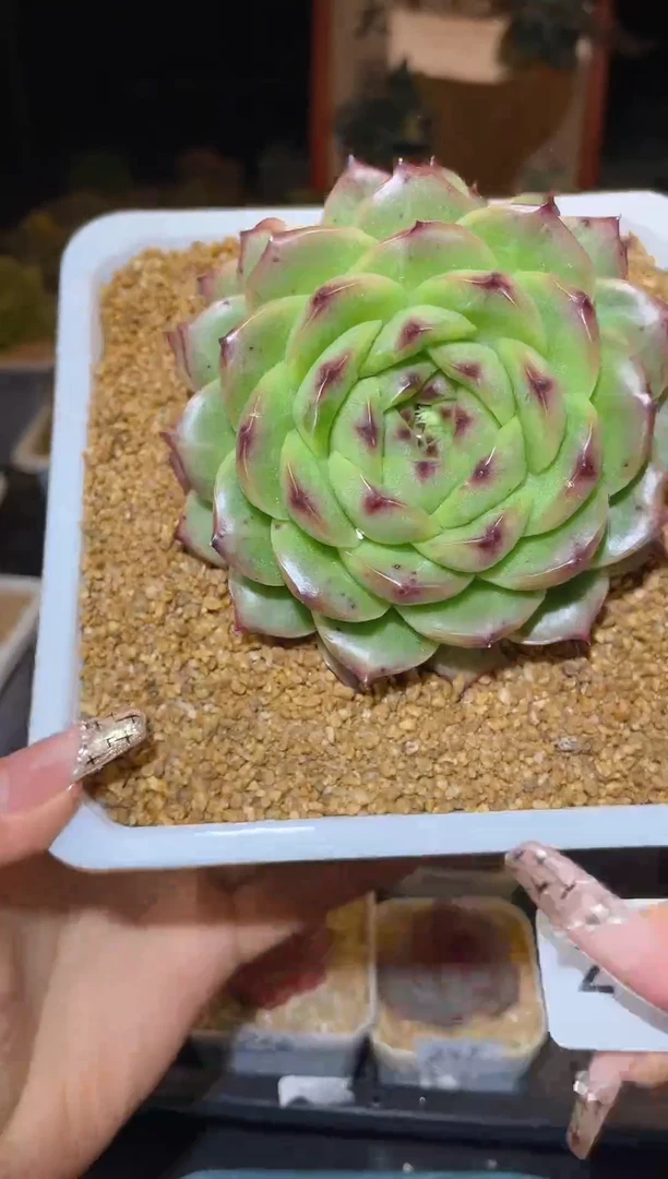 【闪购商品】248翡冷翠