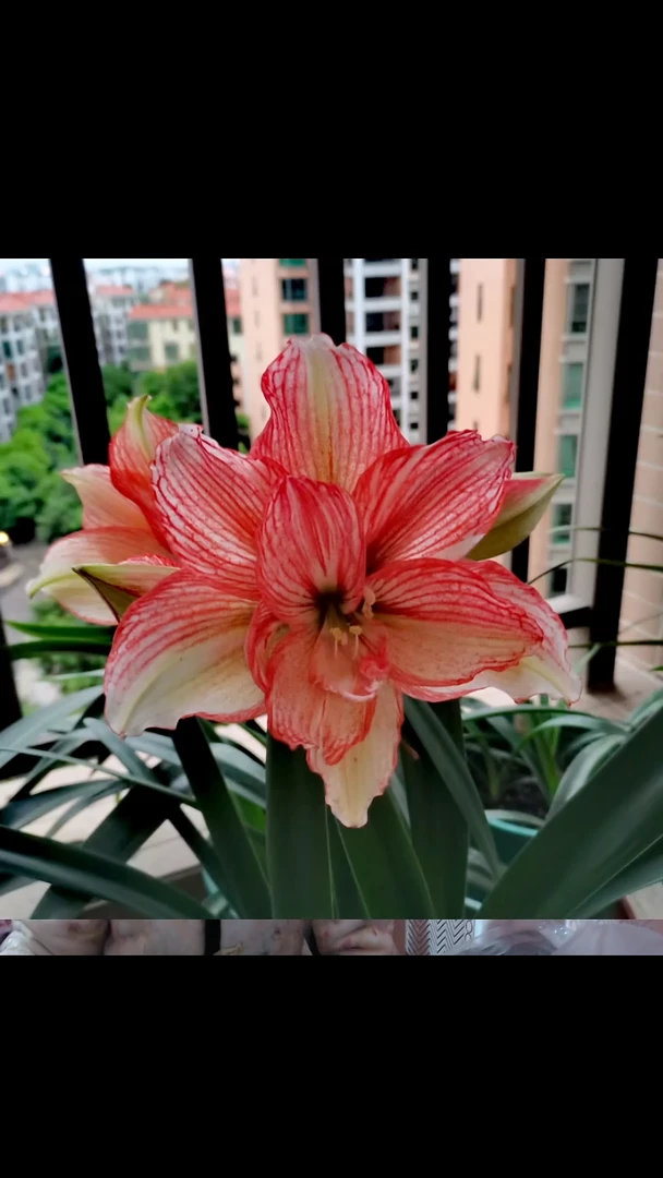 朱顶红倾城之恋5厘米