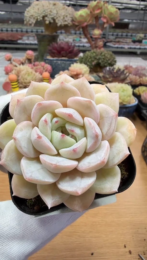 东云多肉园二店-84