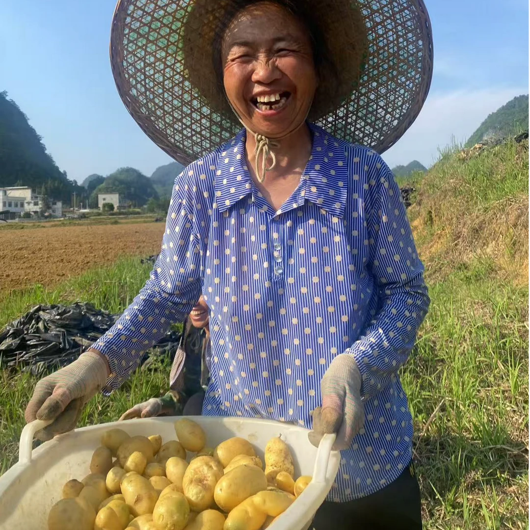 【罗妈妈专属】贵州高山当季 新土豆 洋芋 现挖 现发