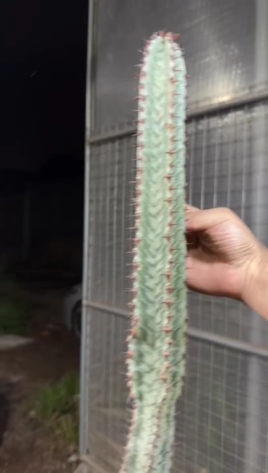 斑马柱【无根】高30-50cm