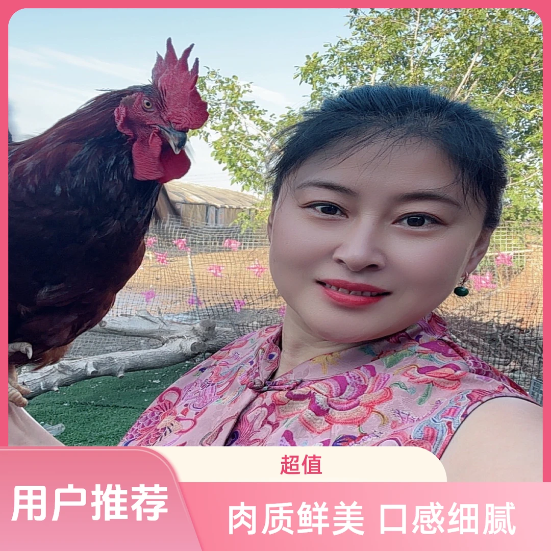 蓝村于姐农家散养生态公鸡带内脏肉质鲜美（顺丰包邮）
