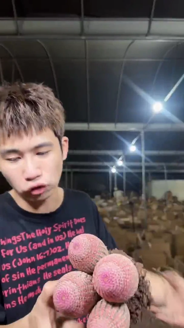 4头起发 红太阳【带根】