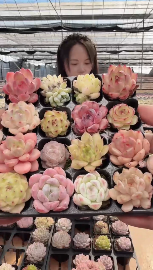 东云多肉园新款-117