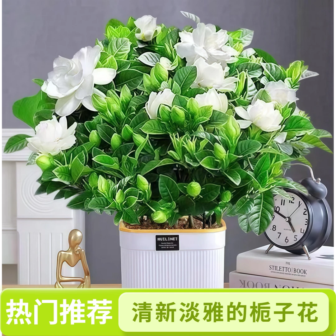 【带花苞】栀子花浓香型盆栽绿植花卉植物室内客厅阳台庭院四季开花