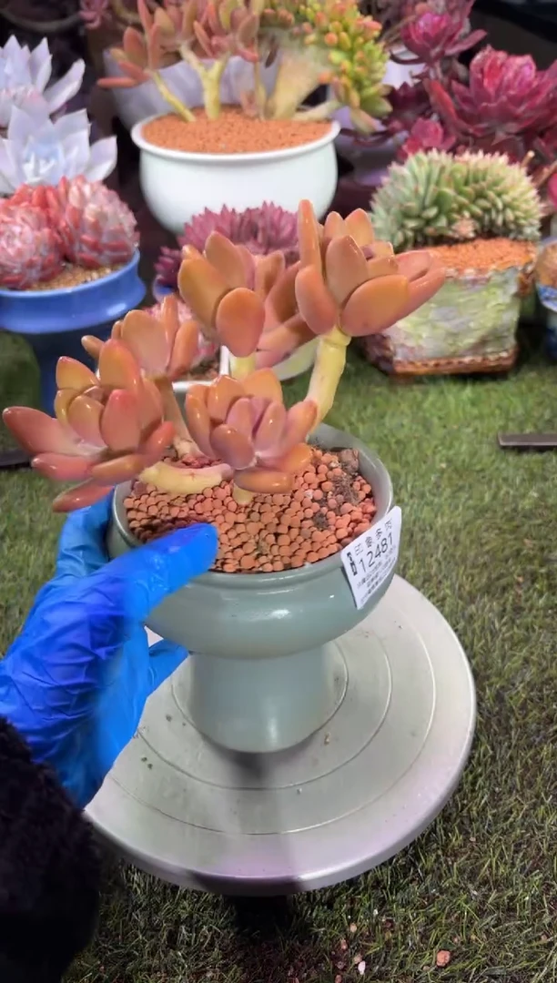 【闪购商品】12481