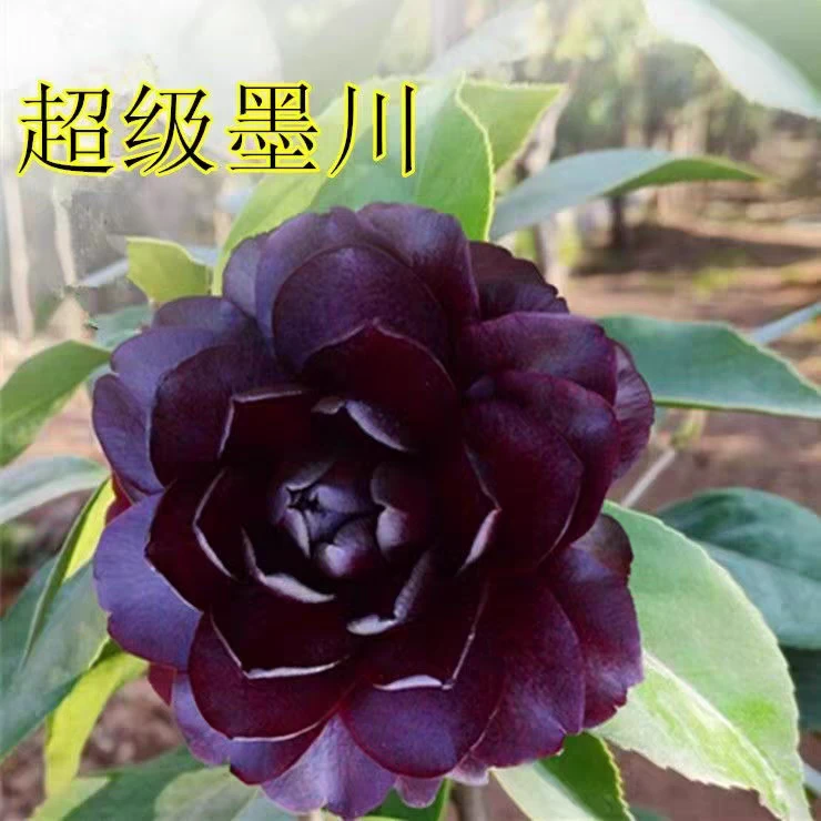 超级墨川原生稀有品种茶花盆栽可作办公室阳台花卉盆景