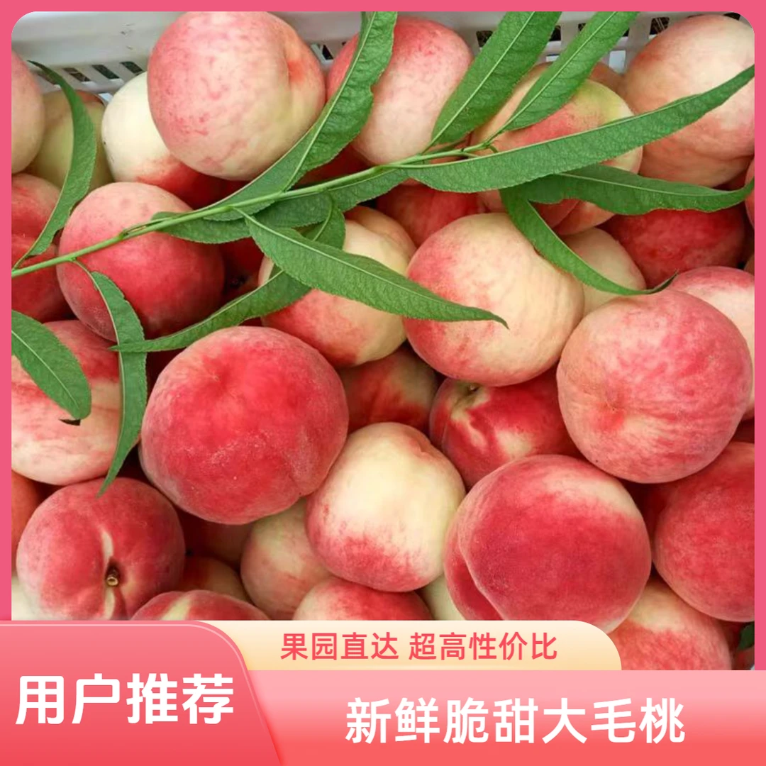 【平谷现摘大毛桃】脆甜口又脆又甜的毛桃 当季时令水果自然成熟脆甜多汁桃子同城送北京市