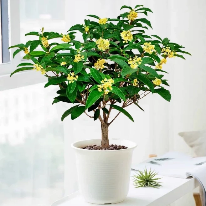 四季桂花盆栽浓香型带花苞好养适合阳台庭院种植