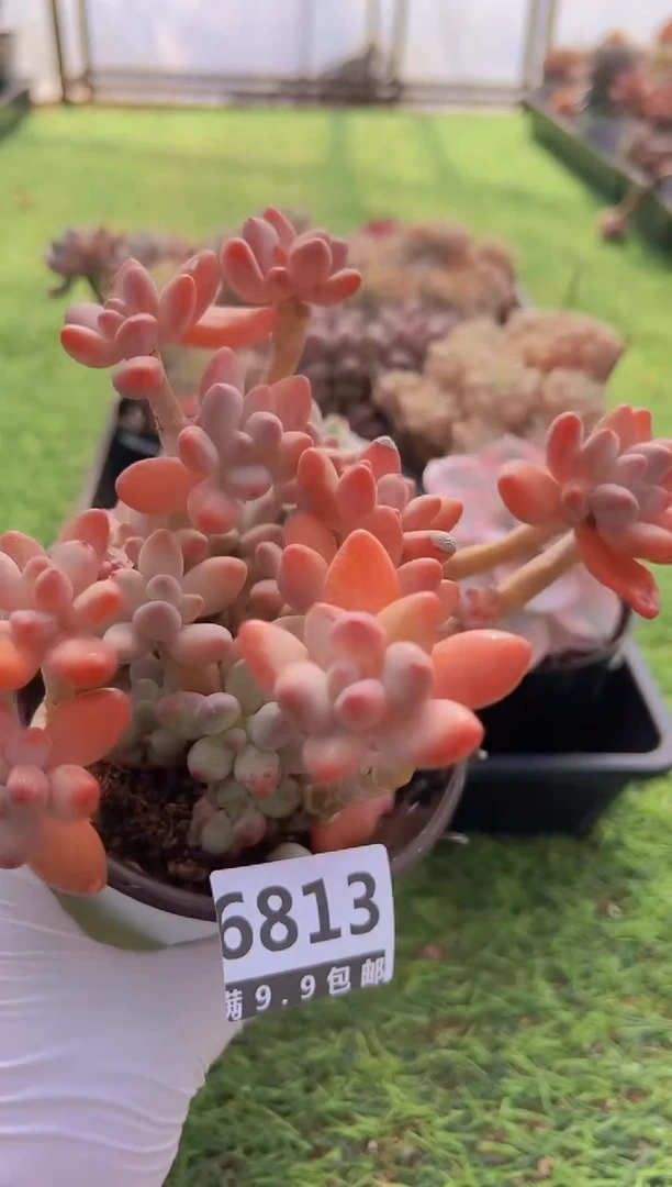 【闪购商品】信福多肉一物一拍